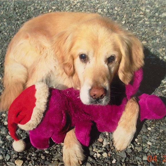 This is “Chase” with a favorite toy—the same dog as shown in the beginning of this article. GRPU robbed this kind and gentle dog of his vision. He developed secondary glaucoma in both eyes, and both eyes were removed. Chase went on to live a full life, and even with no sight, he continued catching tennis balls!